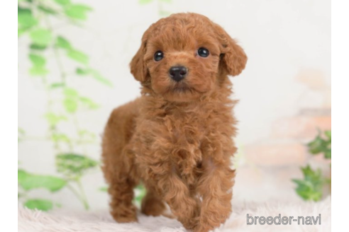 成約済の千葉県のトイプードル-226448の2枚目